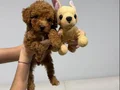 İLK AŞILARI YAPILMIŞ BEBEK YÜZLÜ POODLE