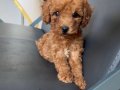 İLK AŞILARI YAPILMIŞ BEBEK YÜZLÜ POODLE