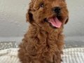 İLK AŞILARI YAPILMIŞ BEBEK YÜZLÜ POODLE