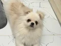 !! KORE POMERANİAN YAVRU YUVASINI ARIYOR !!