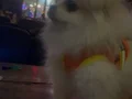 !! KORE POMERANİAN YAVRU YUVASINI ARIYOR !!