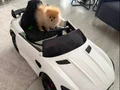 Pomerianboo 4bucuk aylık