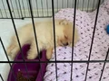 Pomerianboo 4bucuk aylık
