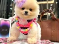 Pomerianboo 4bucuk aylık