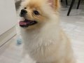 Pomeranian boo 8 Aylık Eğitimli