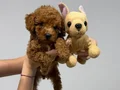IRK GARANTİLİ TOY POODLE