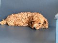IRK GARANTİLİ TOY POODLE