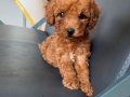 IRK GARANTİLİ TOY POODLE