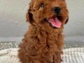 IRK GARANTİLİ TOY POODLE