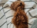 Maşamm Poodle