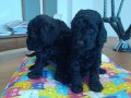 Poodle- Siyah nadir 