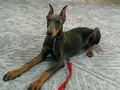 Blue Dişi Doberman