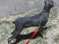 Blue Dişi Doberman