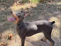 Blue Doberman