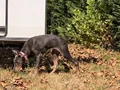 Blue Doberman