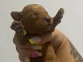 Toy Poodle Uygun Ve Güvenli