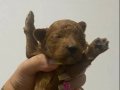 Toy Poodle Uygun Ve Güvenli