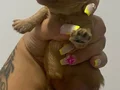 Toy Poodle Uygun Ve Güvenli
