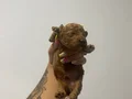 Toy Poodle Uygun Ve Güvenli
