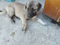 Seceresi Olan Saf Kan kangal yavrusu,25 Senelik soydan gelen