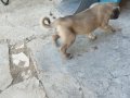 Seceresi Olan Saf Kan kangal yavrusu,25 Senelik soydan gelen