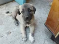 Seceresi Olan Saf Kan kangal yavrusu,25 Senelik soydan gelen