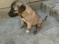 Seceresi Olan Saf Kan kangal yavrusu,25 Senelik soydan gelen