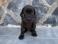 Cane corso yavru 