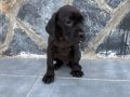 Cane corso yavru 