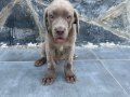 Cane corso yavru 