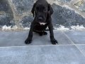 Cane corso yavru 