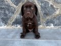 Cane corso yavru 