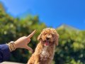 F1 maltipoo bebeklerimi wc egitimli 