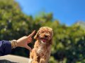 F1 maltipoo bebeklerimi wc egitimli 