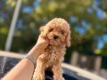 F1 maltipoo bebeklerimi wc egitimli 