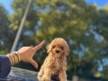 F1 maltipoo bebeklerimi wc egitimli 