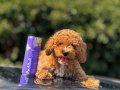 F1 maltipoo bebeklerimi wc egitimli 