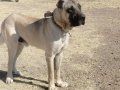 Malaklı erkek damızlık köpek
