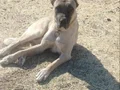 Malaklı erkek damızlık köpek
