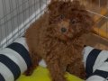 13 Mayıs doğumlu kızıl kahve safkan toy Poodle