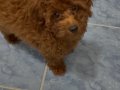 13 Mayıs doğumlu kızıl kahve safkan toy Poodle