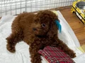 13 Mayıs doğumlu kızıl kahve safkan toy Poodle