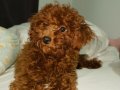 13 Mayıs doğumlu kızıl kahve safkan toy Poodle