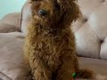 13 Mayıs doğumlu kızıl kahve safkan toy Poodle