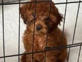 Toy poodle 