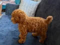 Toy poodle 