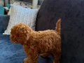 Toy poodle 