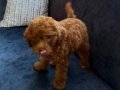 Toy poodle 