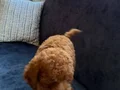 Toy poodle 