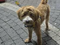 6 aylık erkek egıtımlı aşıları hepsı taö